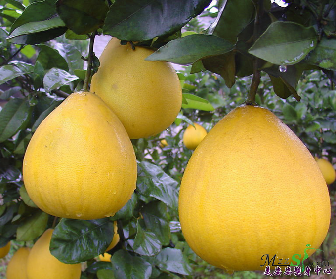 熱門飲食減肥方法&mdash;&mdash;柚子減肥法